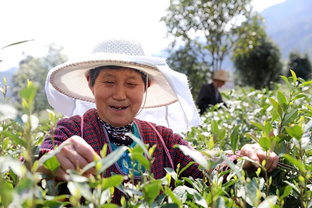 陕西平利|走出“因茶致富、因茶兴业”的产业兴旺之路