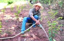 怀集县苍岭村干部梁家锋带领村民种植沉香走致富路