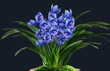 曾是“百万级别”的兰花，花色罕见，兰香四溢