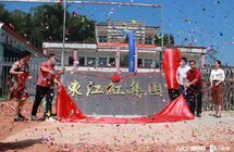 博罗｜发展绿色沉香产业计划年底在东江红茶厂完成上万斤沉香茶的开采和制作