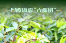 海南省第八次党代会报告提出“六棵树”下有“黄金”