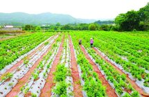 惠州大力推进中药材标准化规模化种植，沉香首当其冲