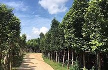海南瞄准大健康产业，如何做好沉香这篇文章？