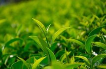湖南省茶产业发展促进条例