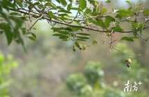 植物中的“钻石”来了！福田原生态山林惊现土沉香