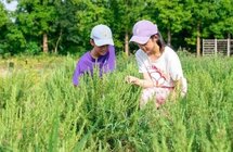 上海市崇明区将建一个“芳香工厂”
