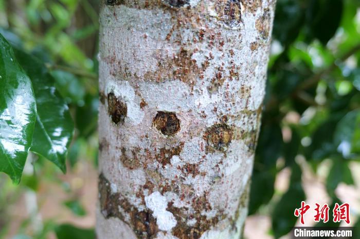 11月22日拍摄的海南沉香树，人工结香技术留下的“伤口”。　凌楠 摄
