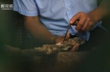 全国媒体看屯昌｜站稳风口，打造一条高质量的沉香产业链