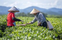 绿色转型  千亩茶叶变“金叶”