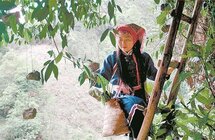 韶关翁源山区瑶族村民找到致富新路把“野生茶”种进茶园