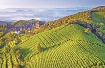 杭州余杭一片“叶子”走出产业融合多条“链子”