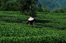 做茶文化传承者 讲好中国非遗故事