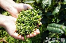 在弘扬“茶文化”中坚定文化自信