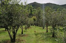 云南景谷入选2022年度茶业百强县域