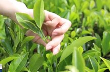 梅州大埔2家茶企入围全国茶业百强