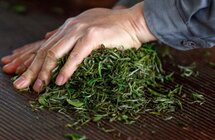 一片叶子激活文化密码