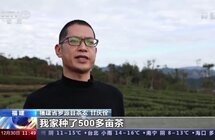 传承技艺茶叶飘香 今年我国茶叶总产值预计首超3000亿元