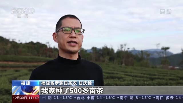 传承技艺茶叶飘香 今年我国茶叶总产值预计首超3000亿元前往 央视<span class="color">新</span>闻