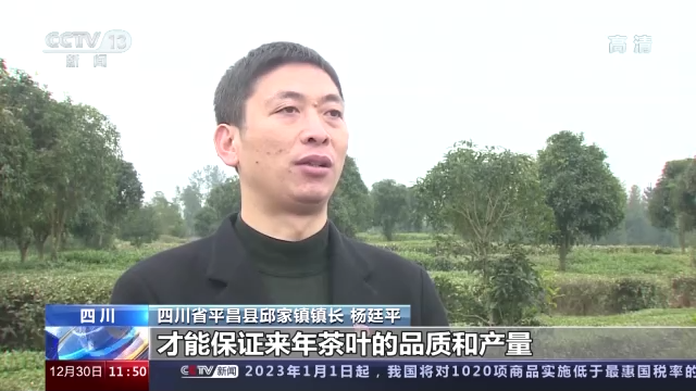 传承技艺茶叶飘香 今年我国茶叶总产值预计首超3000亿元前往 央视<span class="color">新</span>闻
