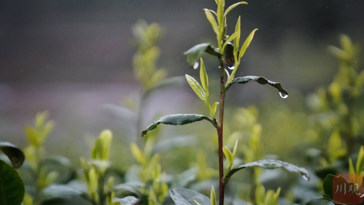 茶园鲜叶已吐芽。  何海洋 摄影（资料图片）