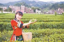 蓝利丽｜传承畲族制茶文化 圆山区百姓“茶”富梦