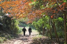 五桂山珍贵的土沉香保护区｜护林员守护只为那一片绿