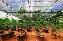 海南两会深观察 | 南药，南药，待开发