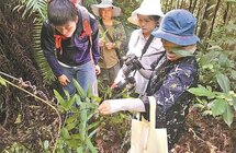 莞香被列入首批广东省岭南中药材保护对象之一
