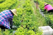 广东电白沉香产业年产值逾40亿元 从业农户增收致富