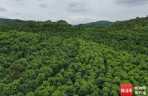 赋能产业高质量发展，儋州市沉香协会成立