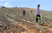 鹤城镇结合绿美广东行动  统筹林地约5500亩实施“退桉种香” ...