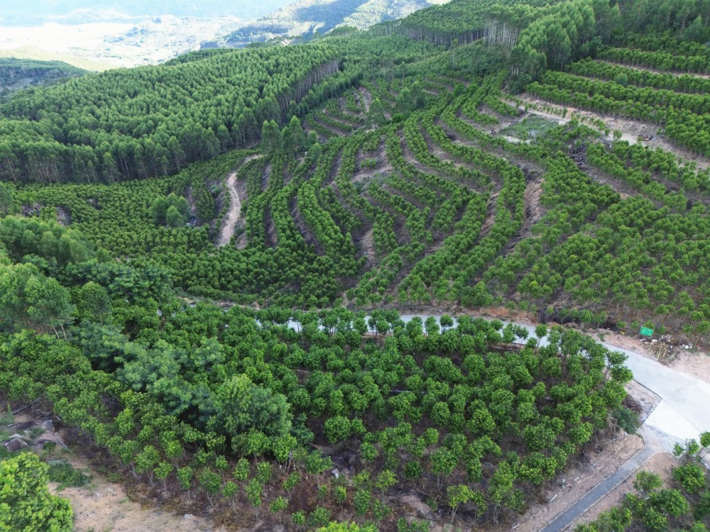 云霄县莆美镇赞美山沉香观光园.png