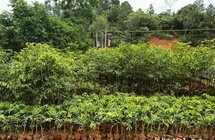 广东化州沉香产业支撑乡村振兴梦