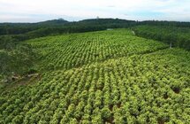 发力品牌建设与产业融合 澄迈沉香产业乘势而上